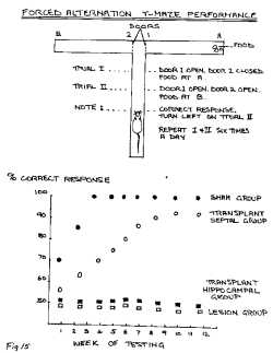 Bennett fig. 15
