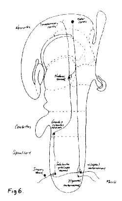 Bennett fig 6