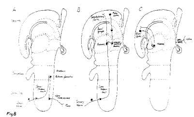 Bennett fig 8