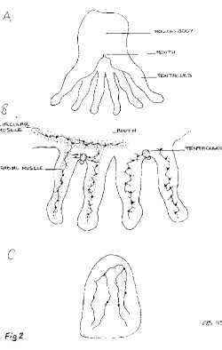 Bennett fig 2