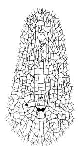 Bennett fig 3