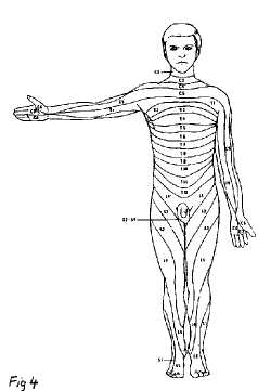 Bennett fig 4
