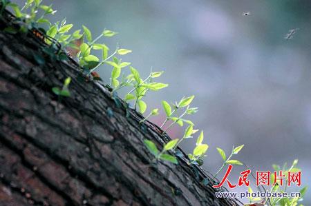 照片可能证明神秘飞棍为昆虫飞行轨迹(组图)