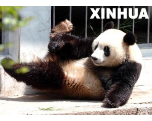 动物绝对隐私：雄熊猫会屁股朝天倒立撒尿(图)