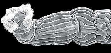 一亿年没有发生性关系的小生物蛭形轮虫