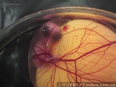 蛋生鸡过程