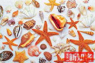 在科学诞生之前就有了测量单位。而因为贸易的需要，货币，作为不同物品的统一衡量方式，结束了以物易物的时代。贝币是世界各地的主要原始货币。
