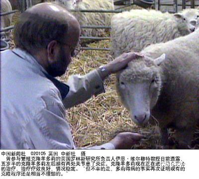 美国宣布克隆肉奶可安全食用(图)