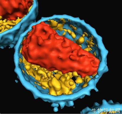 英国生物医学图片奖揭晓：艾滋病病毒内部结构