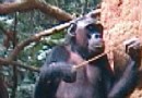 黑猩猩制造复杂工具捉白蚁