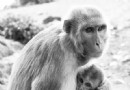 猴子也会“看人下菜碟”：母猴根据围观者调整对幼崽的妥协行为