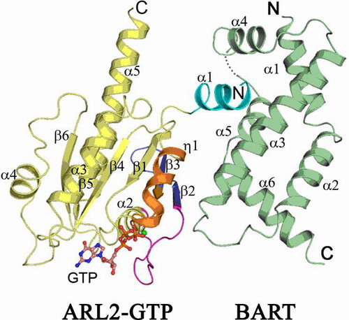 ARL2-BART复合物晶体结构示意图