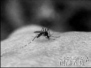 美科学家严肃警告:拍死蚊子会致死（组图）