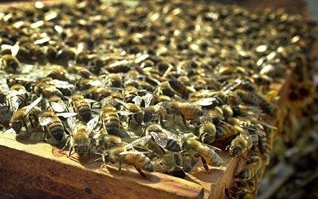 “暖气”蜜蜂为蜂巢精准供暖 体温可达44度