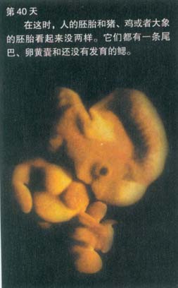 当精子遇到卵子 <wbr>生命传奇由此开始 当精子遇到卵子 <wbr>生命传奇由此开始