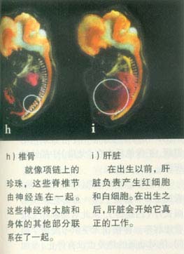 当精子遇到卵子 <wbr>生命传奇由此开始 当精子遇到卵子 <wbr>生命传奇由此开始