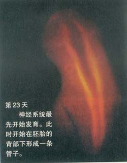当精子遇到卵子 <wbr>生命传奇由此开始 当精子遇到卵子 <wbr>生命传奇由此开始