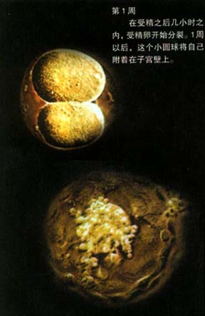 当精子遇到卵子 <wbr>生命传奇由此开始