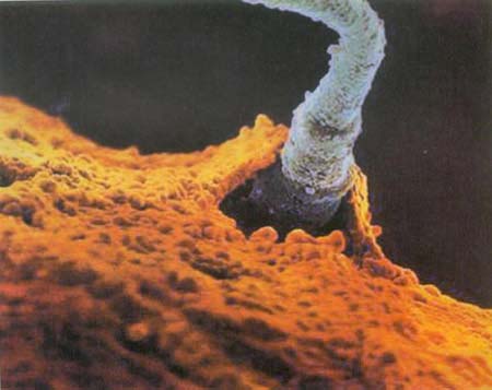 当精子遇到卵子 <wbr>生命传奇由此开始 当精子遇到卵子 <wbr>生命传奇由此开始