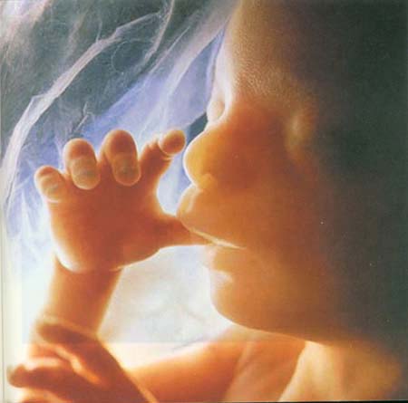 当精子遇到卵子 <wbr>生命传奇由此开始 当精子遇到卵子 <wbr>生命传奇由此开始
