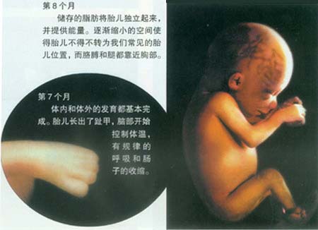 当精子遇到卵子 <wbr>生命传奇由此开始 当精子遇到卵子 <wbr>生命传奇由此开始