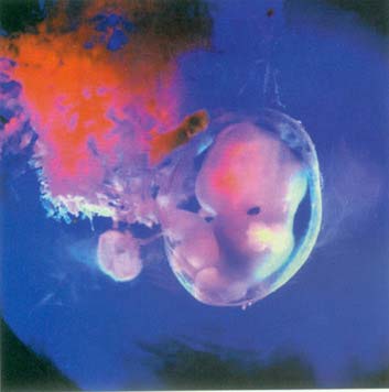 当精子遇到卵子 <wbr>生命传奇由此开始 当精子遇到卵子 <wbr>生命传奇由此开始
