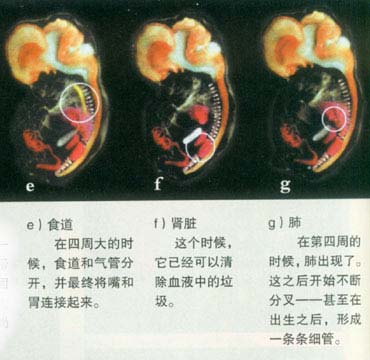 当精子遇到卵子 <wbr>生命传奇由此开始 当精子遇到卵子 <wbr>生命传奇由此开始