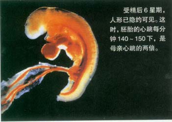 当精子遇到卵子 <wbr>生命传奇由此开始 当精子遇到卵子 <wbr>生命传奇由此开始
