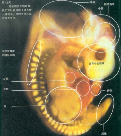 当精子遇到卵子 <wbr>生命传奇由此开始 当精子遇到卵子 <wbr>生命传奇由此开始