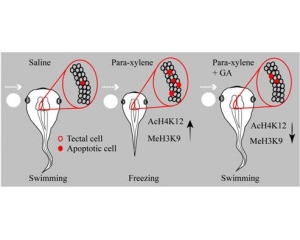 <b>甲苯对非洲爪蟾神经细胞凋亡和行为学影响的机制研究</b>