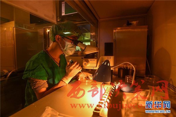 中国科学家首次将CRISPR基因编辑技术运用于人类二倍体胚胎