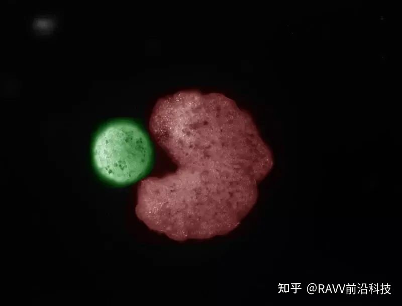 全球首个「活体机器人」生娃!100%青蛙基因,杀