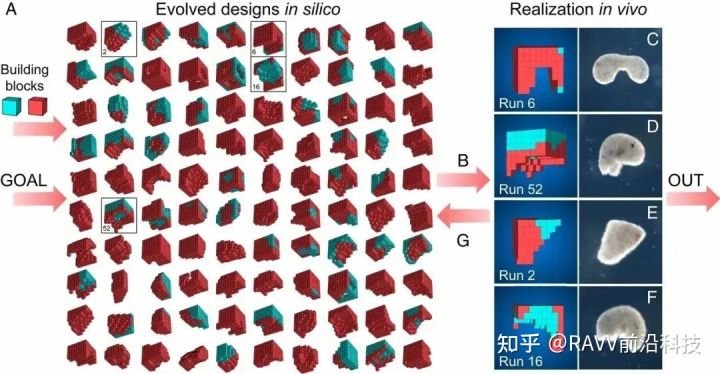 全球首个「活体机器人」生娃!100%青蛙基因,杀