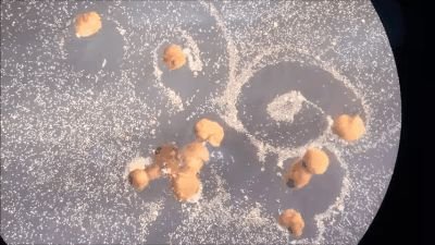 全球首个「活体机器人」生娃!100%青蛙基因,杀