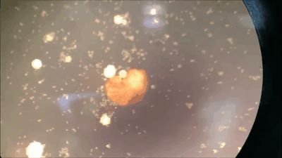 全球首个「活体机器人」生娃!100%青蛙基因,杀