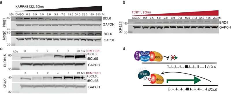 Scientists engineer cooperation in cancer cells to activate apoptosis mechanisms