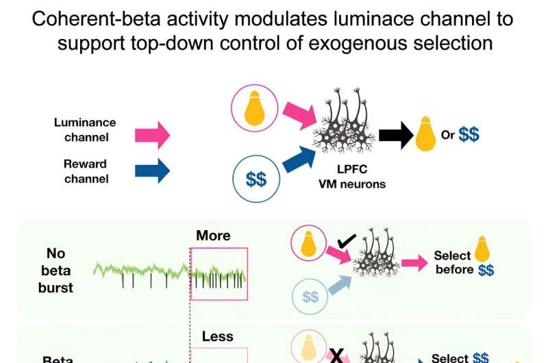 Neuroscientists identify brain mechanism that drives focus