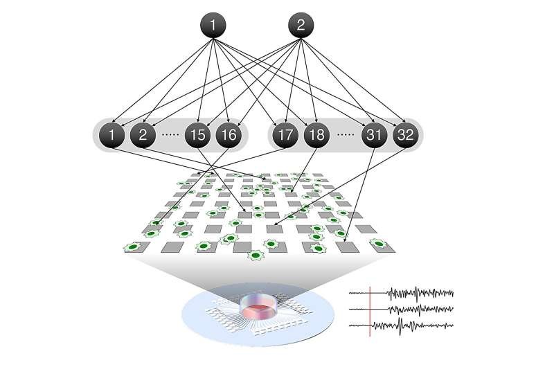 Mathematical theory predicts self-organized learning in real neurons