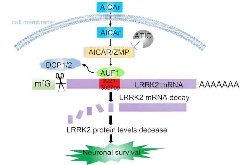 Researcher identifies key mechanism in Parkinson's disease