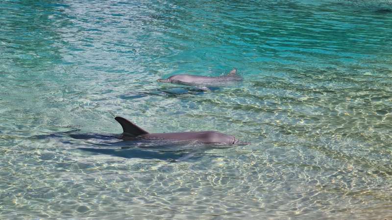 dolphin beached