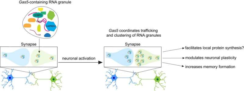 New classes of RNA for learning and memory found
