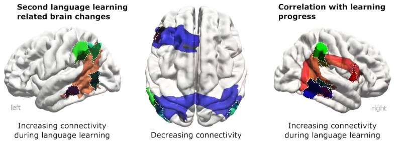 学习第二语言可以加强语言网络中的神经连接