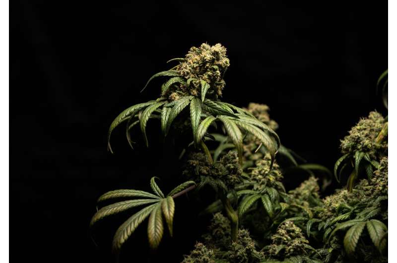 大麻