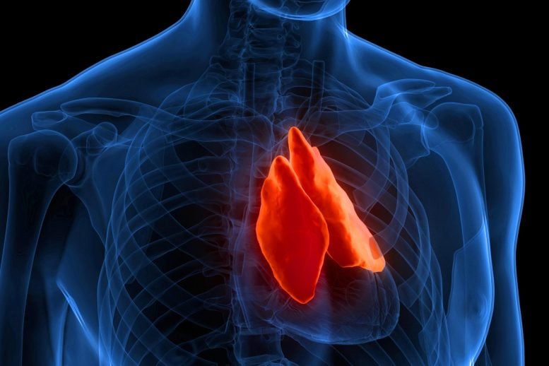 Human Body Thymus Gland