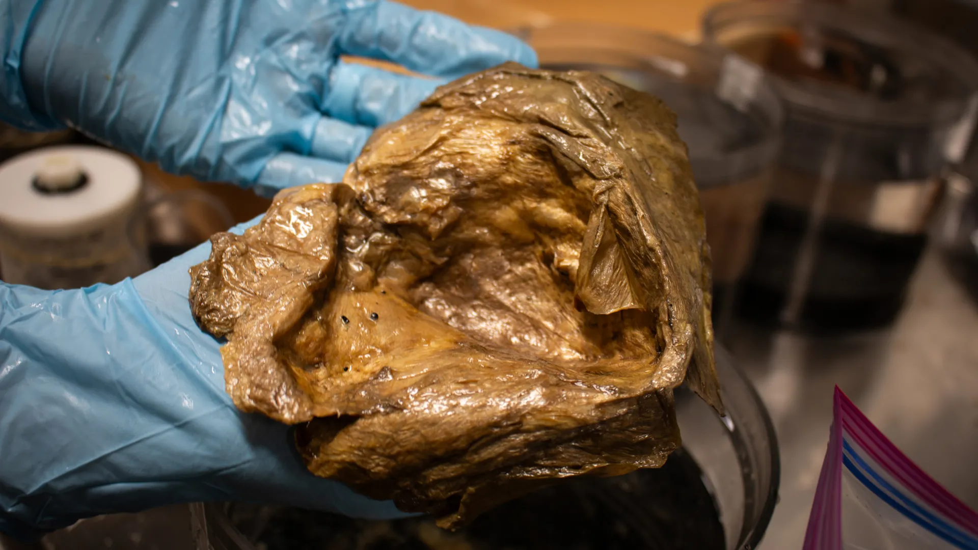 深海“金球”之谜终解：竟是巨型海葵残骸