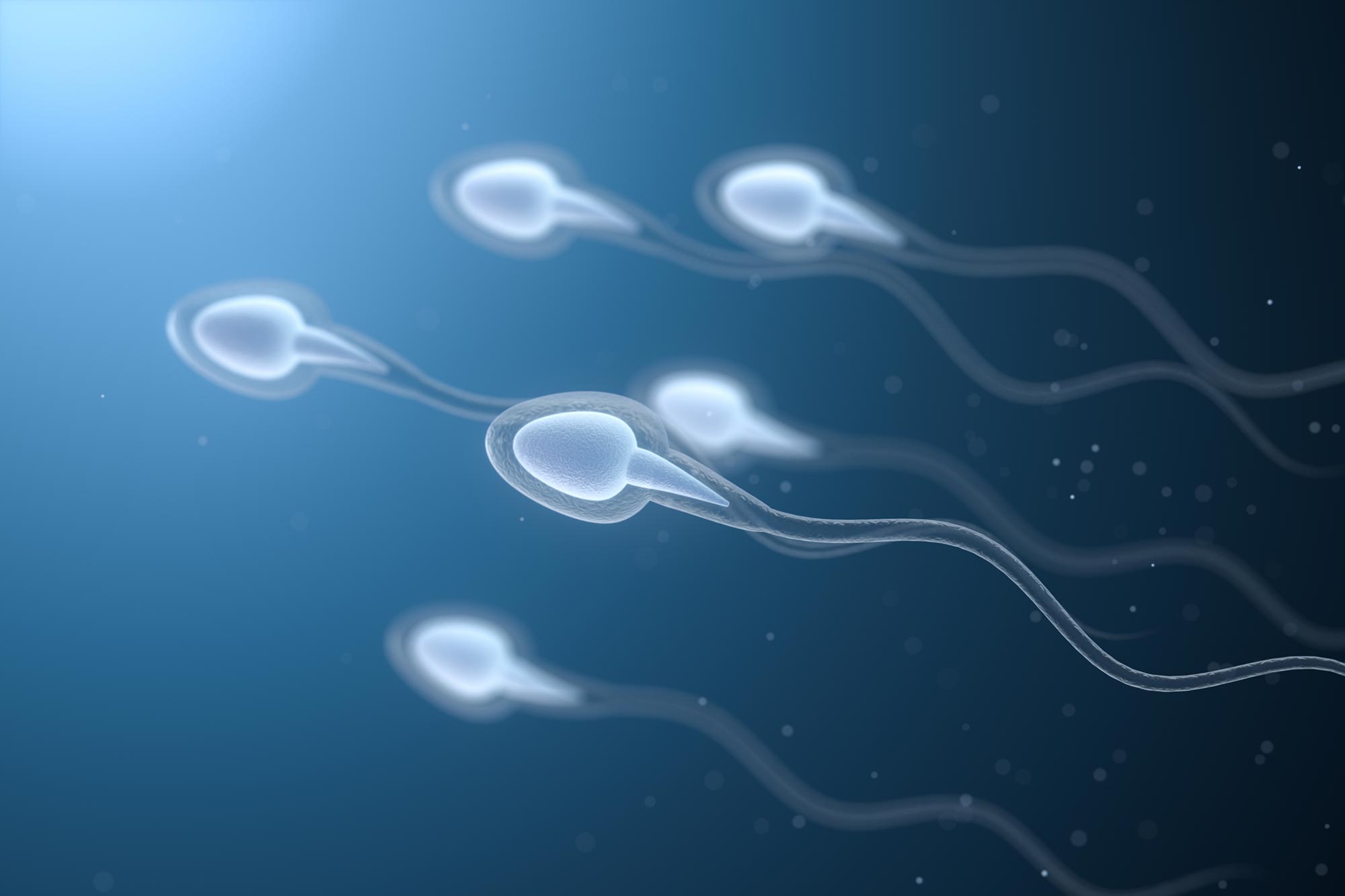 精子“反常”游动:奇特弹性挑战经典物理定律