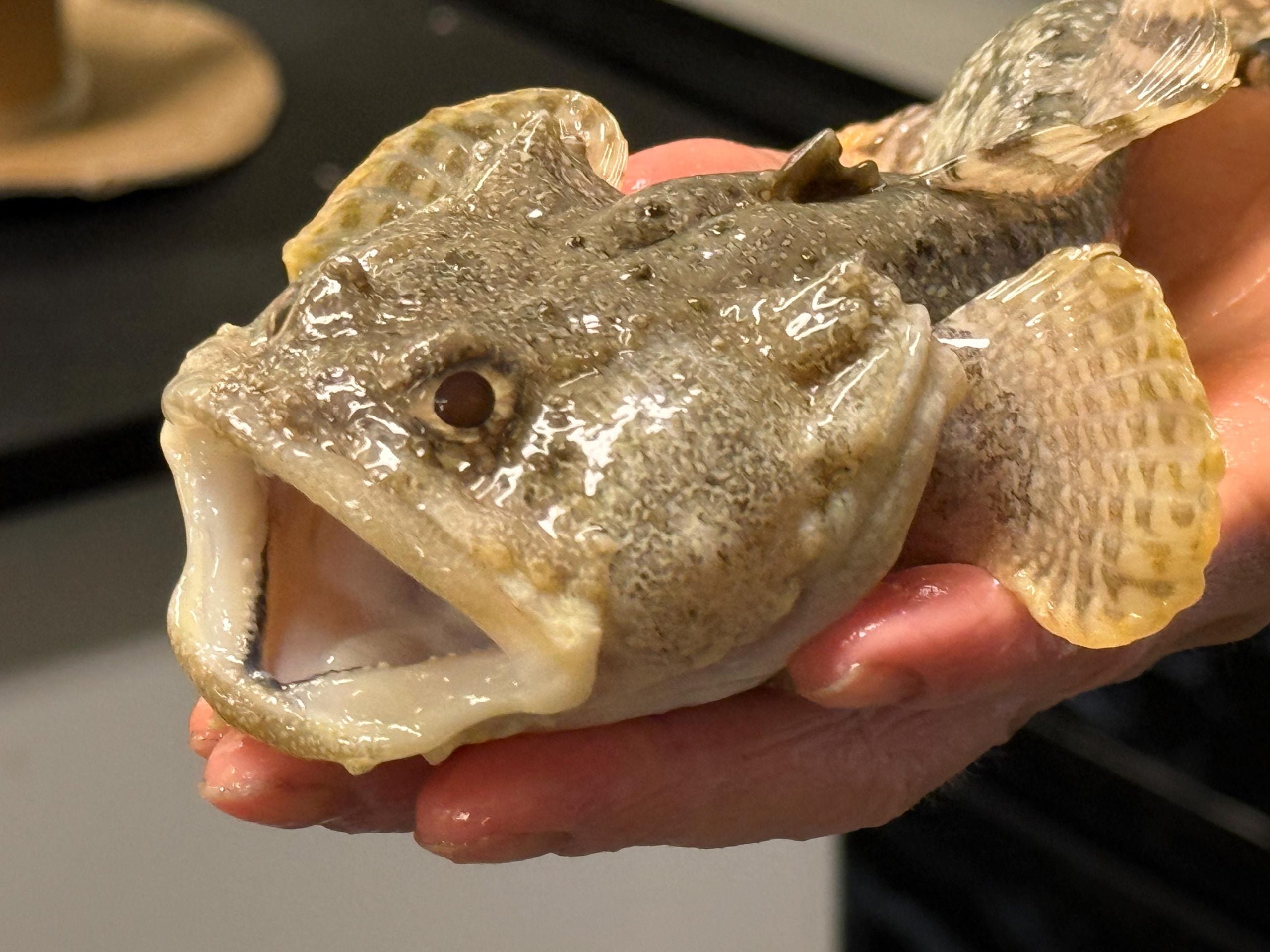 鱼肠微生物或重塑海洋化学认知