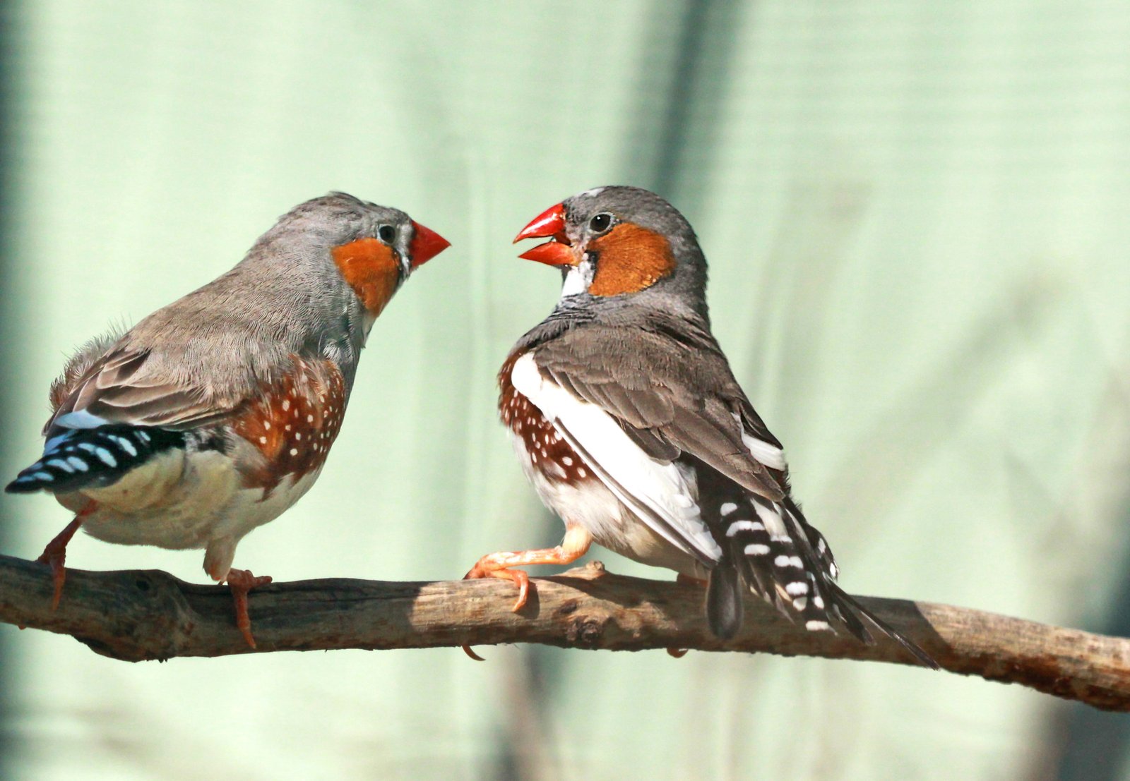 科学家破译斑胸草雀语言并实现双向对话