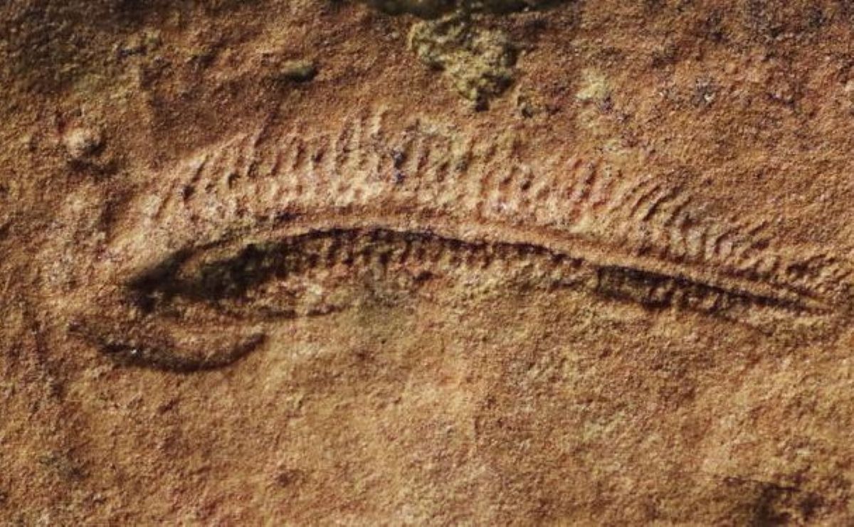远古生物“右撇子”:神经系统侧化起源新证