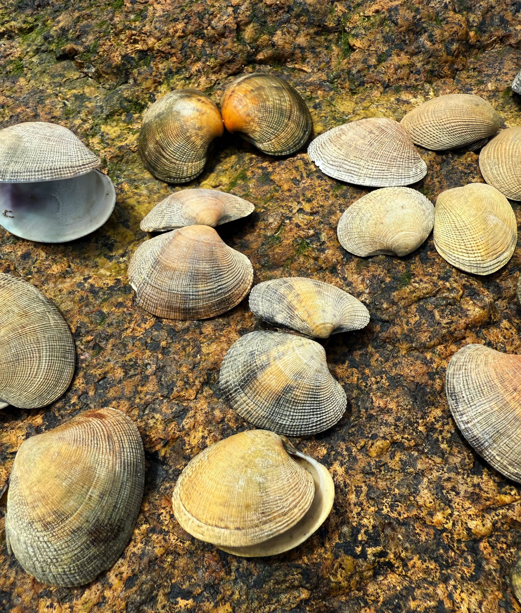 菲律宾蛤仔入侵美东北海岸:繁殖种群确立